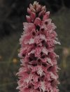 HCPNR Orchids
